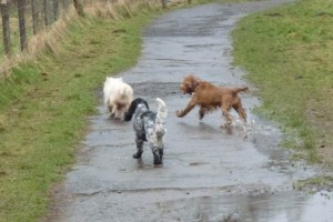 dogs playing in Erskine Mack gets chased!