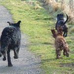 Rex is one fast dog!