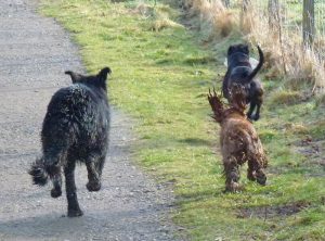 Rex is one fast dog!
