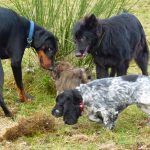 dogs sniffing long grass
