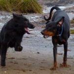 Dogs running side by side
