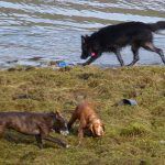 Skye has a quick drink!