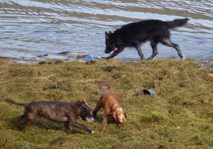 german shepherd staffordshire bull terrier cocker spaniel Skye has a quick drink!