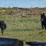 Rex just loves to run with a toy in his mouth!