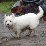 West highland terrier