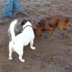 lhasa apso jack russell dogs meeting