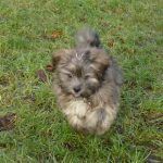 lhasa apso puppy puppy running