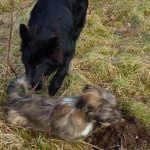 puppies running