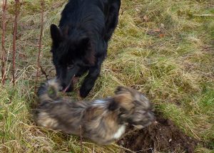 lhasa apso puppy running Ruffles gets Skye's attention!