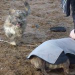 lhasa apso staffordshire bull terrier Lhasa apso puppy running