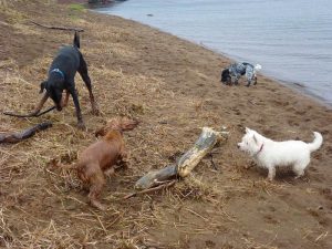pack dog walking The team on the beach in Erskine!