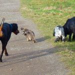dog walking four dogs