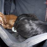 penny is trying to sleep cocker spaniel in car