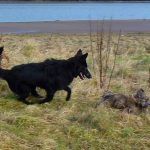 lhasa apso pup being chased by german shepherd pup