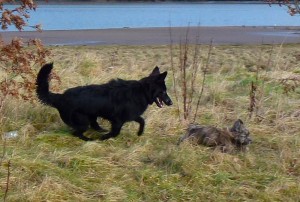 Ruffles asks Skye for a chase!