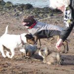 puppies playing Dogs playing on beach in Erskine