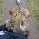 puppy in puppy carrier