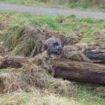 puppy hiding in long grass