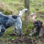 dog playing with puppy