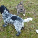 lhasa apso puppy running