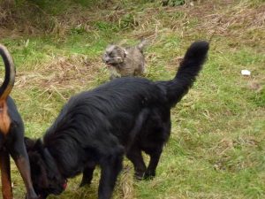 puppy socialisation Haha! Ruffles is quite a nippy wee chappy!