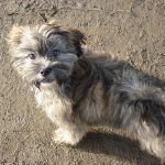 puppy walking at Erskine lhasa apso pup