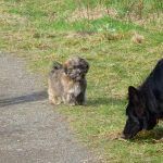 Young puppy watching older puppy