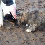 pups getting treats two dogs looking for treats in sand