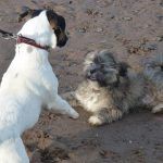 pups playing at erskine beach jack russell on lead with lhasa apso