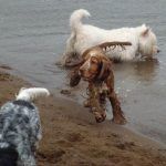 Renfrewshire dogs being walked in Erskine beach