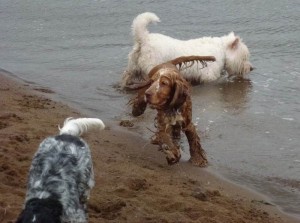 renfrewshire dogs playing in Erskine Dogs love to get dirty!