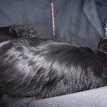 skye is sleeping German shepherd puppy sleeping