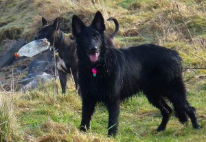 skye the german shepherd Skye is getting bigger all the time!