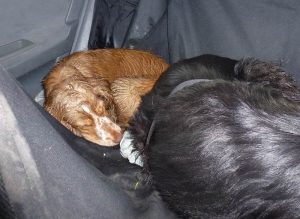Penny curled up and sleeping!