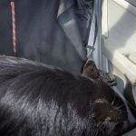 sleeping german shepherd zzzzzzzzz