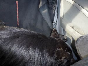 sleeping german shepherd zzzzzzzzz