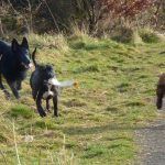 Staffie Rex with pups chasing after him!
