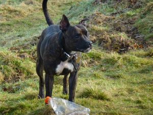 Rex loves his plastic botttles!