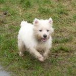Westie running