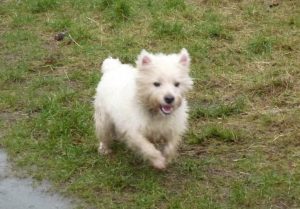 west highland terrier Mack on the run!