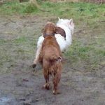 Penny chasing Mack