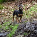 Chilli in the woods