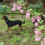 Wee Chillie enjoyin the gardens