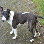 Bull terrier, Wilfred!