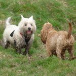 dogs covered in mud