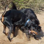 Dogs rumbling