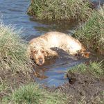 Jay standing in the mud