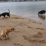 The gang running on the beach!