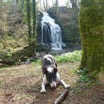 Wilfred wants his stick thrown!
