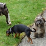 Wilfred, Chilli enjoy a walk with Ruffles